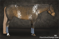 Horse Color:White Spotted Chocolate Palomino Sabino 