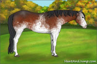 Horse Color:White Spotted Bay Sabino 