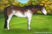 Horse Color:White Spotted Brown Sabino