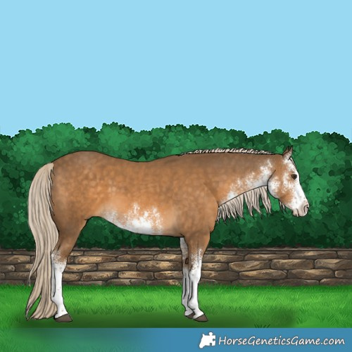 Horse Color:White Spotted Chocolate Palomino 
