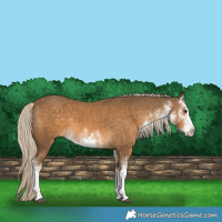 Horse Color:White Spotted Chocolate Palomino 
