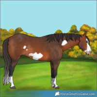Horse Color:Bay Splash Frame Rabicano 