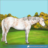 Horse Color:White Spotted Chestnut Sabino Frame  and Gray White Spotted Chestnut Sabino Frame 