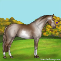 Horse Color:Gray White Spotted Chestnut 
