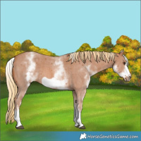 Horse Color:White Spotted Chestnut Sabino Frame 