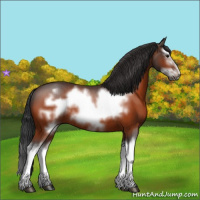 Horse Color:Bay Splash Frame Rabicano 