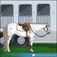 Horse Color:White Spotted Liver Chestnut Appaloosa 