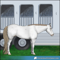 Horse Color:White Spotted Liver Chestnut Appaloosa 