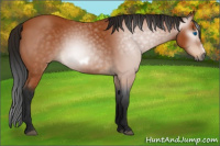 Horse Color:Gray Bay Splash Frame 