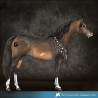 Horse Color:Buckskin Splash Frame Rabicano 