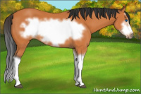Horse Color:Bay Splash Frame 