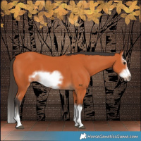 Horse Color:Bay Splash Frame 