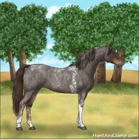 Horse Color:Liver Red Roan Tobiano and Liver Red Roan Tobiano