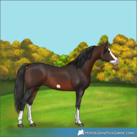 Horse Color:Brown Splash Frame Rabicano