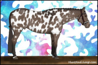 Horse Color:Liver Chestnut Sabino Appaloosa 