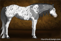 Horse Color:Blue Roan Splash Appaloosa  and Blue Roan Splash Appaloosa 