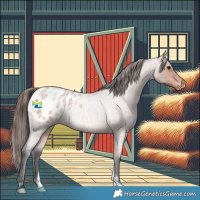 Horse Color:Bay Roan Appaloosa Rabicano 