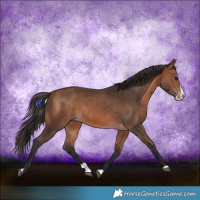Horse Color:Bay Splash Rabicano