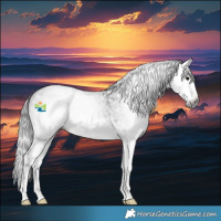 Horse Color:Gray Blue Roan Splash Rabicano 