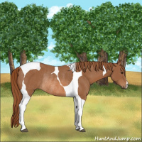 Horse Color:Chestnut Tobiano Rabicano 