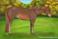 Horse Color:Chestnut  and Chestnut 