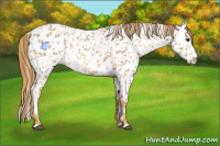 Horse Color:Chestnut Near Leopard  and Chestnut Near Leopard 