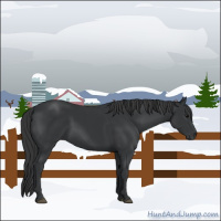 Horse Color:Black 