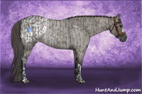 Horse Color:Grullo Roan Rabicano  and Grullo Roan Appaloosa Rabicano 