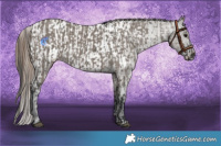 Horse Color:Grullo Rabicano  and Grullo Blanket Rabicano 