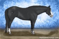 Horse Color:Black Splash  and Black Splash Rabicano 