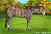 Horse Color:Black Splash  and Classic Champagne Splash 