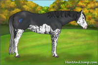 Horse Color:Black Splash  and Black Splash 