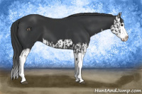 Horse Color:Black Splash  and Black Splash 