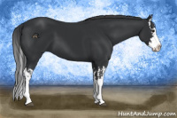 Horse Color:Black Splash  and Black Splash 