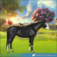 Horse Color:Black Splash  and Gray Black Splash 