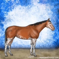 Horse Color:Bay  and Bay Splash 