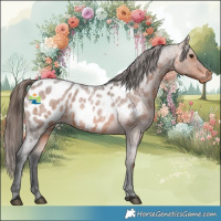 Horse Color:Bay Roan Appaloosa 