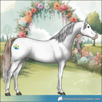 Horse Color:Bay Roan Appaloosa 