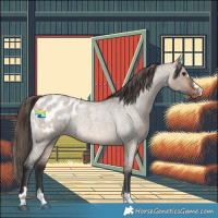 Horse Color:Brown Roan Dun Appaloosa 
