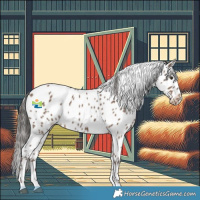 Horse Color:Liver Red Dun Appaloosa Brindle 