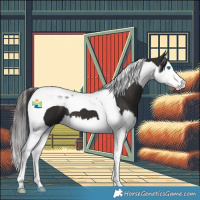 Horse Color:Liver Chestnut Splash Tobiano 