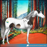 Horse Color:Liver Chestnut Splash Tobiano 