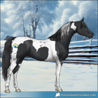 Horse Color:Black Tobiano 