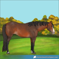 Horse Color:Bay Splash Frame Rabicano