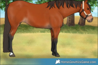 Horse Color:Bay 