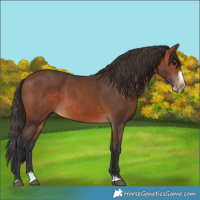 Horse Color:Bay Splash Frame Rabicano 