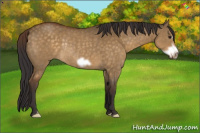 Horse Color:Buckskin Dun Frame Rabicano 