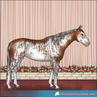 Horse Color:Bay Splash Frame Rabicano  and Silver Bay Splash Frame Rabicano 
