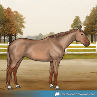 Horse Color:Red Dun 