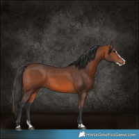Horse Color:Bay Splash Rabicano